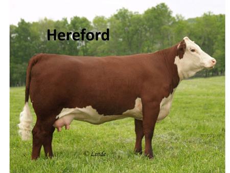 Hereford. Chianina Angus Charolais Limousin Maine-Anjou.