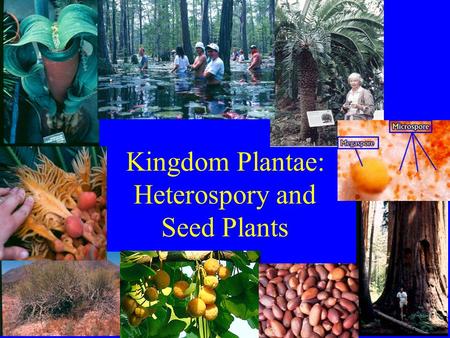 Kingdom Plantae: Heterospory and Seed Plants