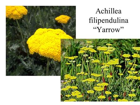 Achillea filipendulina “Yarrow”. Agapanthus africanus “agapanthus”