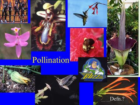 Pollination Defn.?.