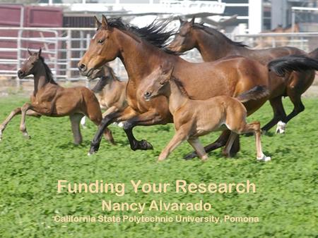 May 4, 2007 Funding Your Research Nancy Alvarado California State Polytechnic University, Pomona.