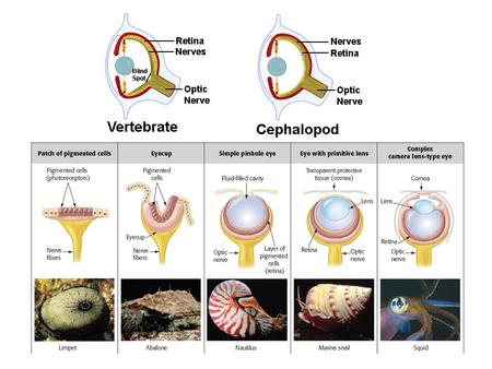 Lecture 3 Classification The problem with common names Hirola Island grey fox Green eyed frog National geographic EKECa Hermit crab King crab : Genus.