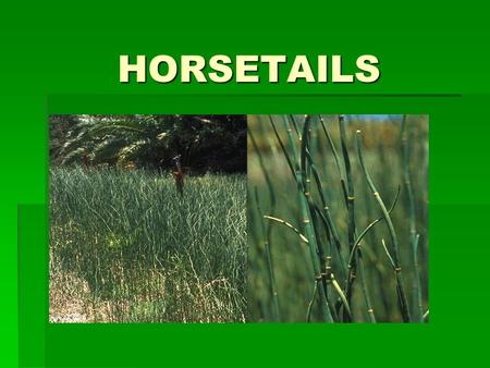 HORSETAILS. PLANT DESCRIPTION  Horsetail (Equisetum arvense) is a herbal plant which has many great uses. The name Equisetum is extracted from Latin.