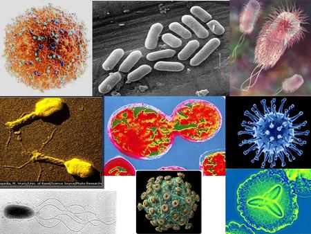 ‘Studying Diseases ’ WILF: I can explain what people thought caused diseases before microbes were discovered. Starter: Write a list of as many diseases.