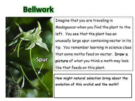 Imagine that you are traveling in Madagascar when you find the plant to the left. You see that the plant has an unusually large spur containing nectar.