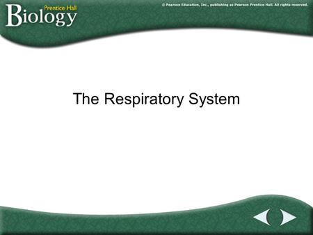 The Respiratory System