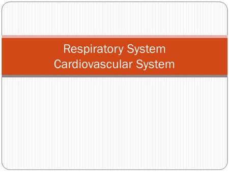 Respiratory System Cardiovascular System. The Respiratory System.