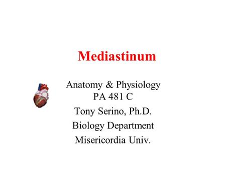 Mediastinum Anatomy & Physiology PA 481 C Tony Serino, Ph.D. Biology Department Misericordia Univ.