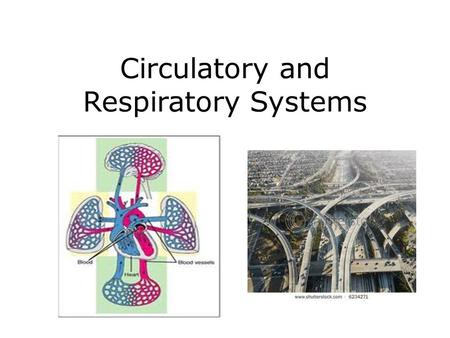 Circulatory and Respiratory Systems