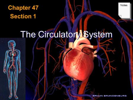 The Circulatory System