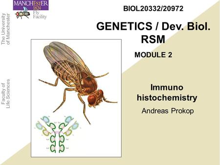 The University of Manchester Faculty of Life Sciences Andreas Prokop BIOL20332/20972 GENETICS / Dev. Biol. RSM MODULE 2 Immuno histochemistry.