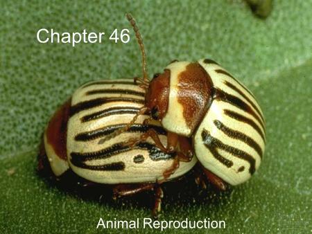 Chapter 46 Animal Reproduction.