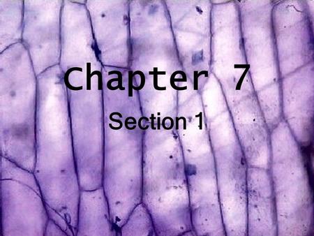 Chapter 7 Section 1. Before microscope were invented, people believed that diseases were caused by curses and supernatural spirits. Microscopes enable.