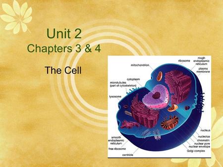 Unit 2 Chapters 3 & 4 The Cell. Essential Questions 1.What are cells? 2.How do we observe cells? 3.What are the parts of cells and what are their functions?