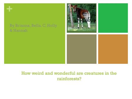 + How weird and wonderful are creatures in the rainforests? By Brianna, Bella. C, Holly & Hannah.