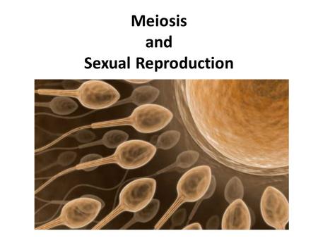 Meiosis and Sexual Reproduction. Homologous Chromosomes Chromosomes of each pair are similar in length and centromere position Both carry genes controlling.