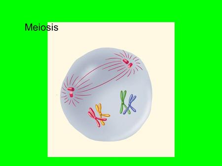  Meiosis.