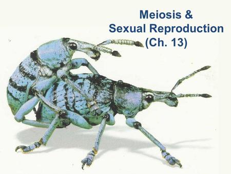 Meiosis & Sexual Reproduction (Ch. 13). Cell division /Asexual reproduction Mitosis –produce cells with same information identical daughter cells –exact.