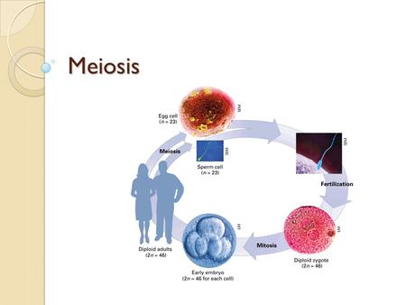 Meiosis.