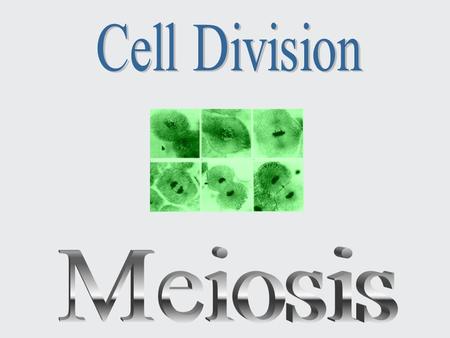 Cell Division Meiosis.