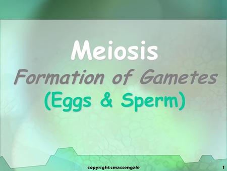 Meiosis Formation of Gametes (Eggs & Sperm)