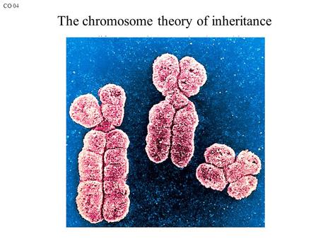 CO 04 The chromosome theory of inheritance. Fig. 4.5 Metaphase chromosome can be classified by centromere position.