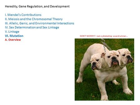 Heredity, Gene Regulation, and Development I. Mendel's Contributions II. Meiosis and the Chromosomal Theory III. Allelic, Genic, and Environmental Interactions.