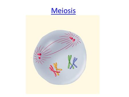 Meiosis.