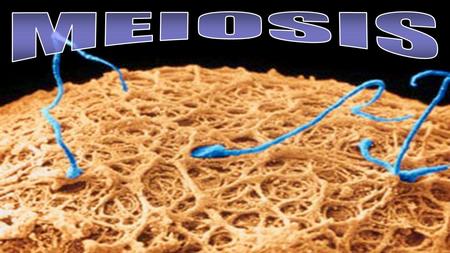 Meiosis produces haploid gametes 2n 2n 2n 4n n n n n.