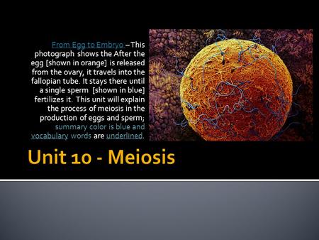 From Egg to Embryo From Egg to Embryo – This photograph shows the After the egg [shown in orange] is released from the ovary, it travels into the fallopian.