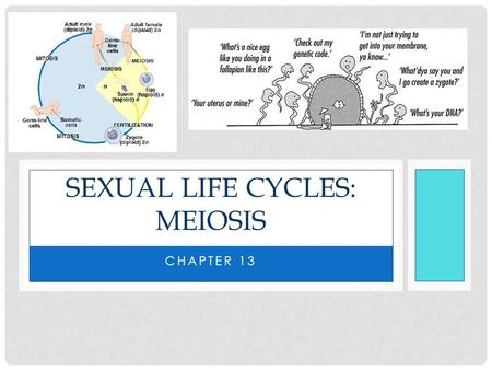 Sexual Life Cycles: Meiosis