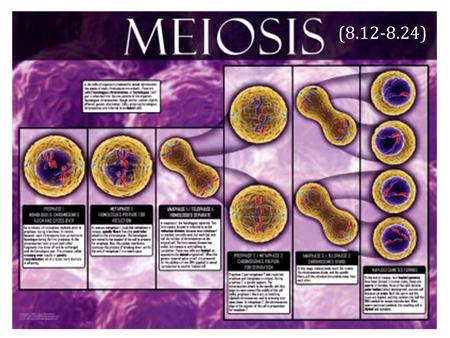 (8.12-8.24). Chromosomes Exist in Homologous Pairs There are 46 chromosomes in a human somatic (body) cell. These chromosomes exist in 23 homologous pairs.