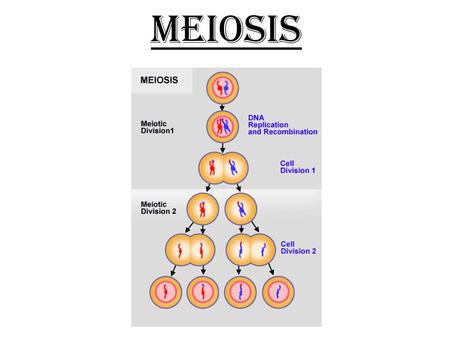 MEIOSIS Q2 WK3 D2.