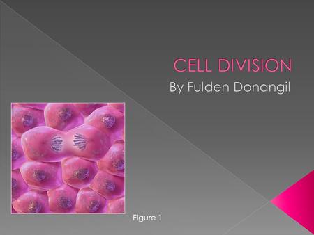 Figure 1.  1-Mitosis  2-Meiosis  Mitosis is a kind of cell divison which occurs in somatic cells and results in two daughter cells.  These daughter.