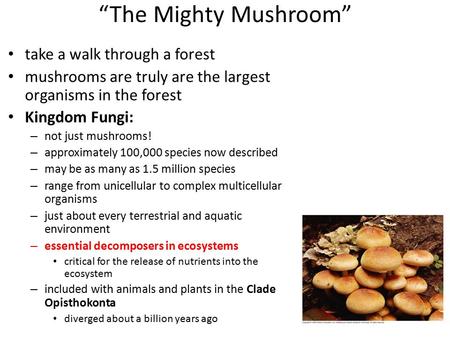 “The Mighty Mushroom” take a walk through a forest