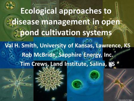 Photos courtesy of R.O. Megard Photos courtesy R.O. Megard Ecological approaches to disease management in open pond cultivation systems Val H. Smith, University.