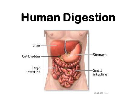 Human Digestion.