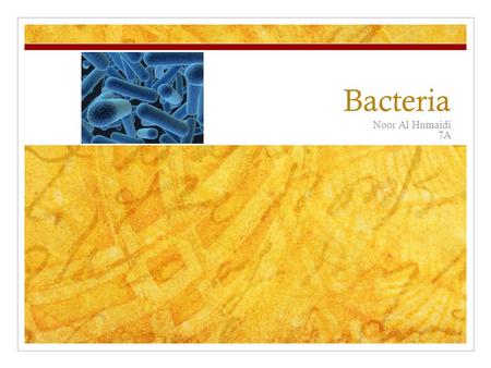 Bacteria Noor Al Humaidi 7A.