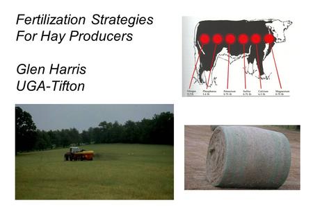 Fertilization Strategies For Hay Producers Glen Harris UGA-Tifton.