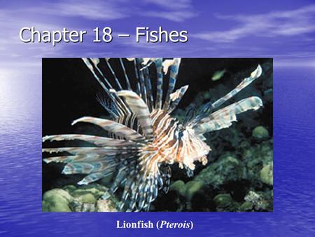 Chapter 18 – Fishes Lionfish (Pterois). Phylum Chordata Bilateral Bilateral Notocord – rod of cartilage, it forms the spine in some – (2) Notocord – rod.