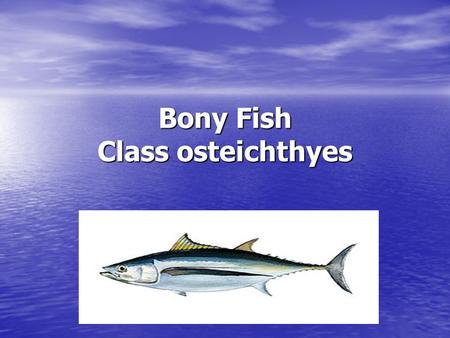 Bony Fish Class osteichthyes. VARIETY: WHY Many body shapes: