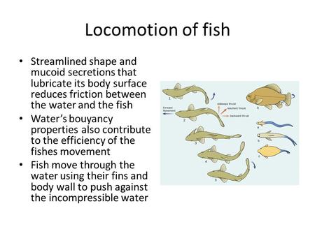 Locomotion of fish Streamlined shape and mucoid secretions that lubricate its body surface reduces friction between the water and the fish Water’s bouyancy.