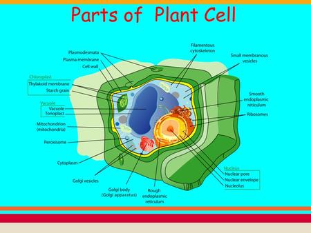 Parts of Plant Cell. A large central vacuole, a water-filled volume enclosed by a membrane known as thetonoplast that maintains the cell's turgor, controls.