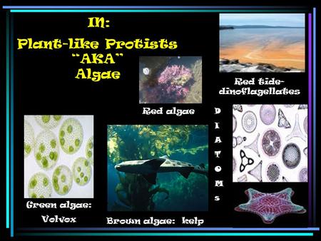 Plant-like Protists “AKA” Algae IN: DIATOMsDIATOMs Green algae: Volvox Brown algae: kelp Red algae Red tide- dinoflagellates.