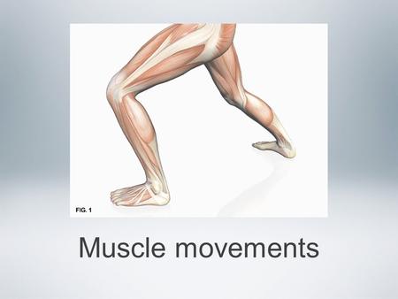 Muscle movements. Types of muscle contractions We have said so far that muscles will contract or shorten via the sliding filament theory This is true,