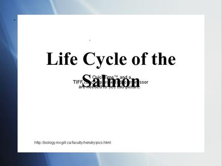 Life Cycle of the Salmon