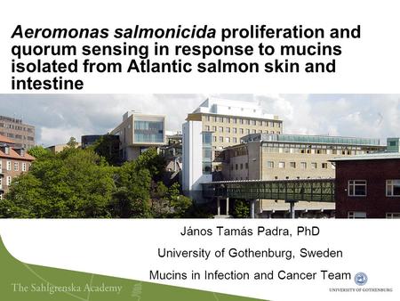 Aeromonas salmonicida proliferation and quorum sensing in response to mucins isolated from Atlantic salmon skin and intestine Here, we cultured A. salmonicida.