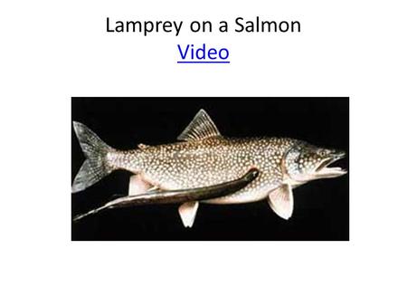 Lamprey on a Salmon Video