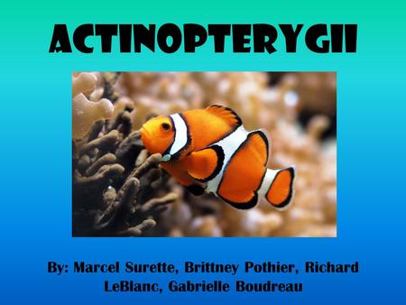 Actinopterygii By: Marcel Surette, Brittney Pothier, Richard LeBlanc, Gabrielle Boudreau.