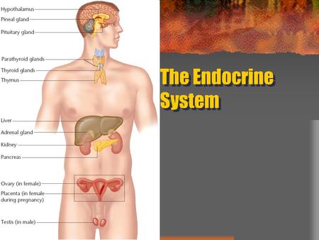 The Endocrine System. What is the Endocrine System? Glands in the body that secrete hormones Hormones stimulate growth and affect moods and emotions –